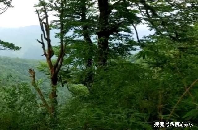 清炖羊肉，别乱放调料，全程只用这5样，原汁原味，鲜美不腥不膻